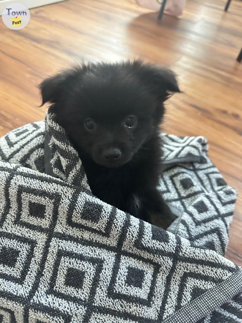 Photo of Pomeranian puppy for sale!