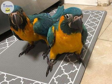 Photo of Blue and Gold Macaw Parrots - 2