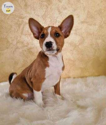 Photo of  Basenji Puppies - 1