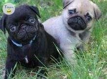 Photo of Black and Fawn Pug pups - 1