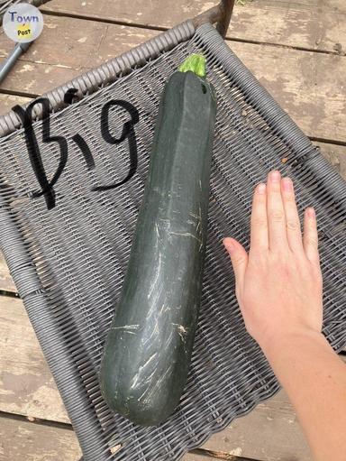 Photo of Zucchini  - 2