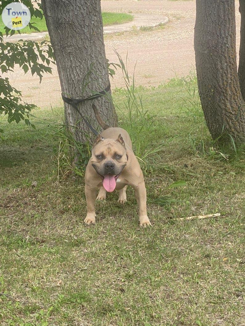 Photo of Pocket American Bully For Stud 