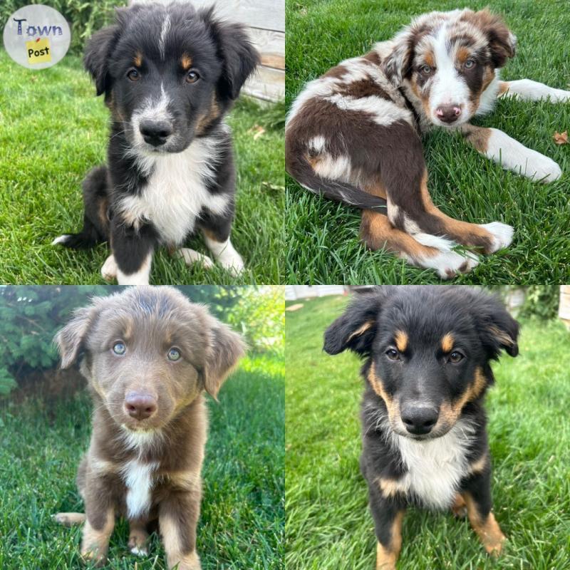 Photo of Standard Australian Shepherd Puppies