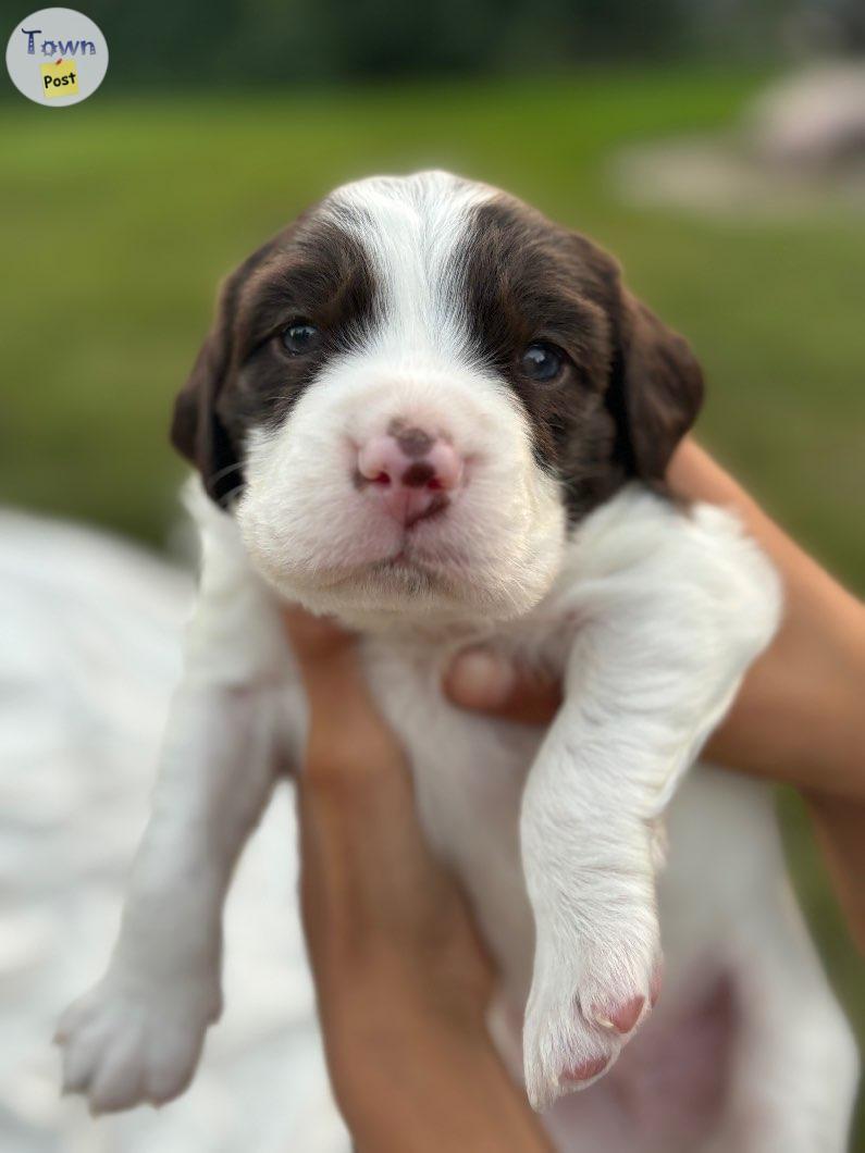 Photo of Llewellin Setter puppies 