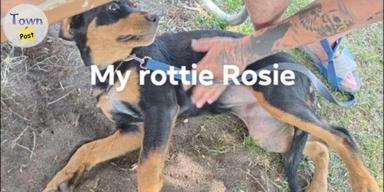 Photo of Rottweiler born April 13th 2024 - 2