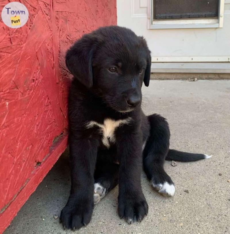 Photo of Great Pyrenees  Chocolate Lab puppies 