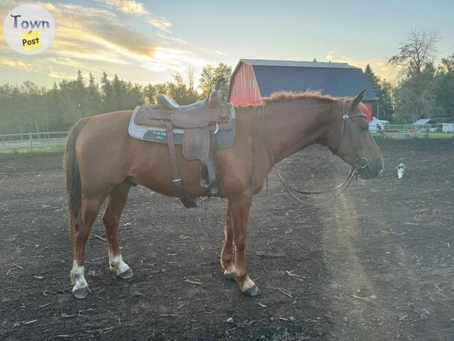 Photo of 7 Year old Gelding 