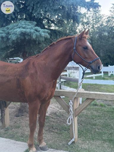 Photo of 7 Year old Gelding  - 2