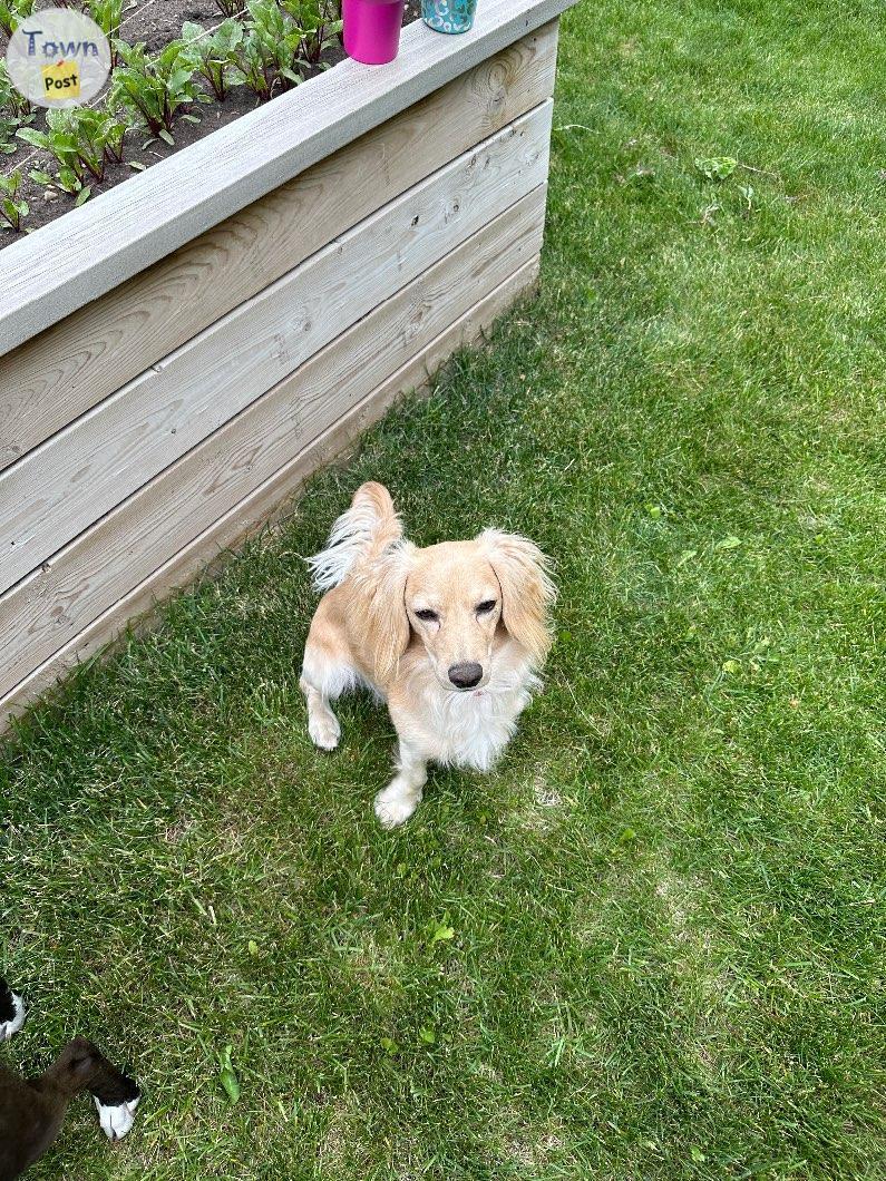 Photo of Dachshund mix