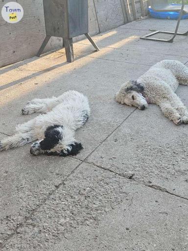 Photo of Golden doodle pups  - 2