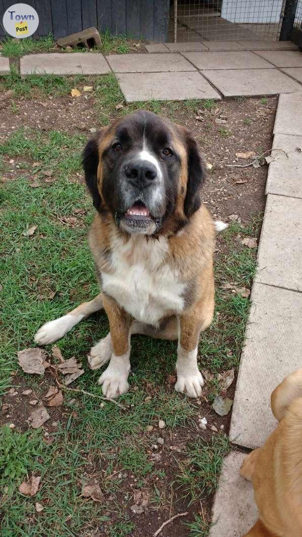 Photo of St Bernard Mastiff in need of good home