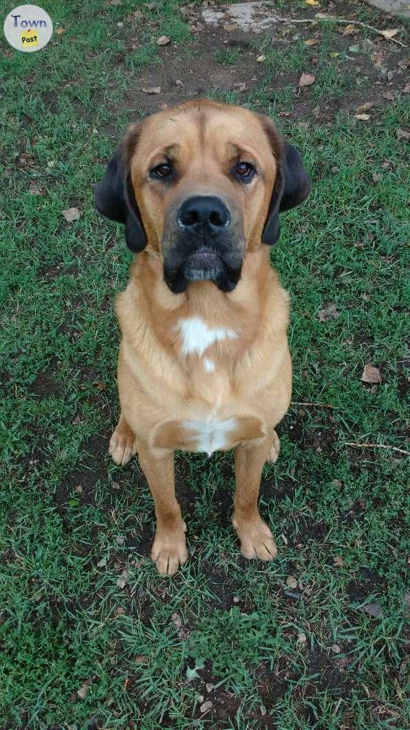 Photo of Lab Mastiff in need of good home