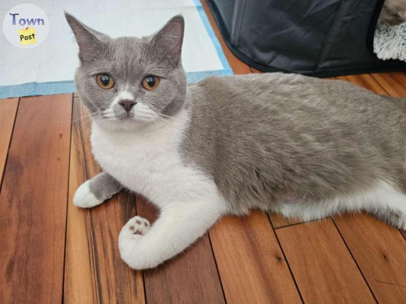 Photo of 10 month old brittish shorthair girl