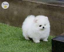 Photo of Pomeranian Puppies - 1