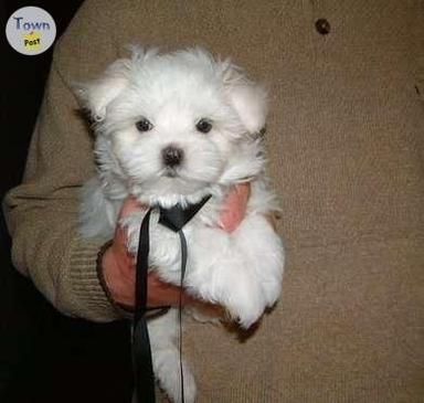 Photo of Maltese Puppies - 1