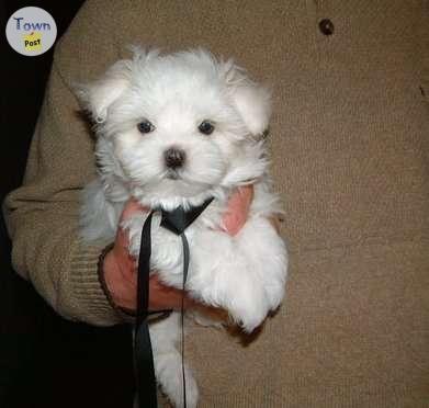 Photo of Maltese Puppies