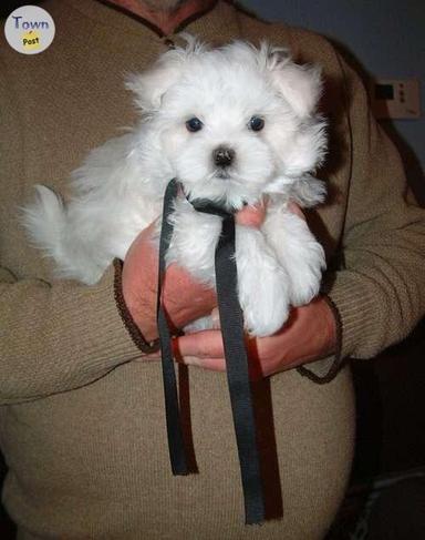 Photo of Maltese Puppies - 2