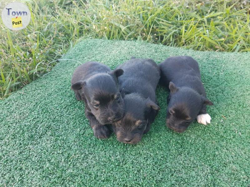 Photo of Schnorkie (Yorkshire Terrier/Mini Schnauzer puppies