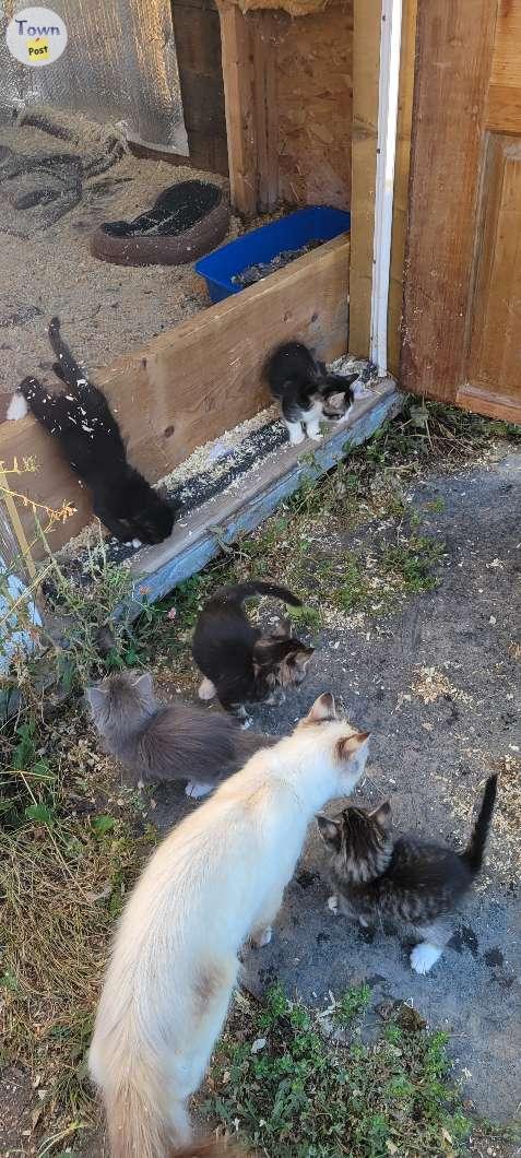 Photo of Farm Kittens