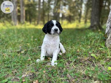 Photo of RARE Stabijhoun pure bred puppies - 2