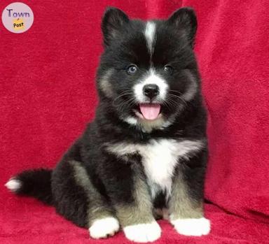 Photo of Pomsky Puppies - 2