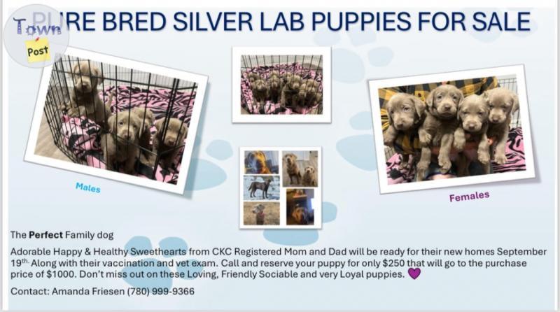 Photo of Silver lab puppies