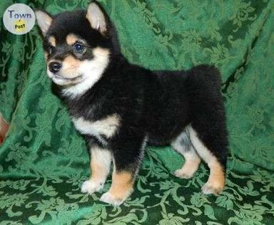 Photo of Shiba Inu puppies - 2