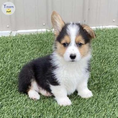 Photo of Pembroke Welsh Corgi puppies ready now - 1