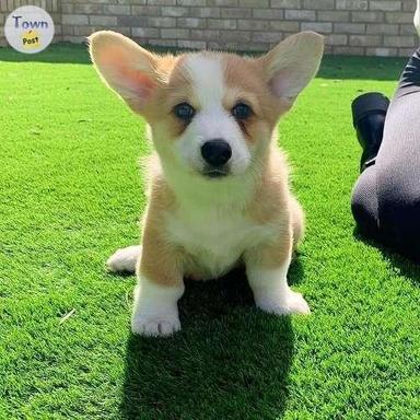 Photo of Pembroke Welsh Corgi puppies ready now - 2