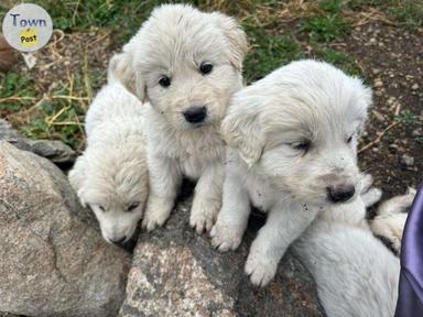 Photo of 10 Pure Great Pyrenees Puppies  - 1