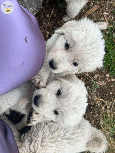 Photo of 10 Pure Great Pyrenees Puppies  - 2