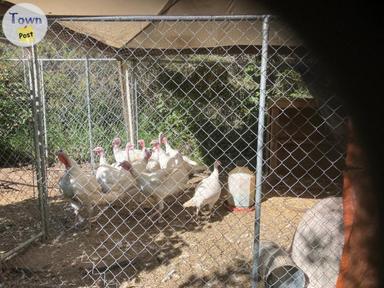 Photo of Live turkeys - 1