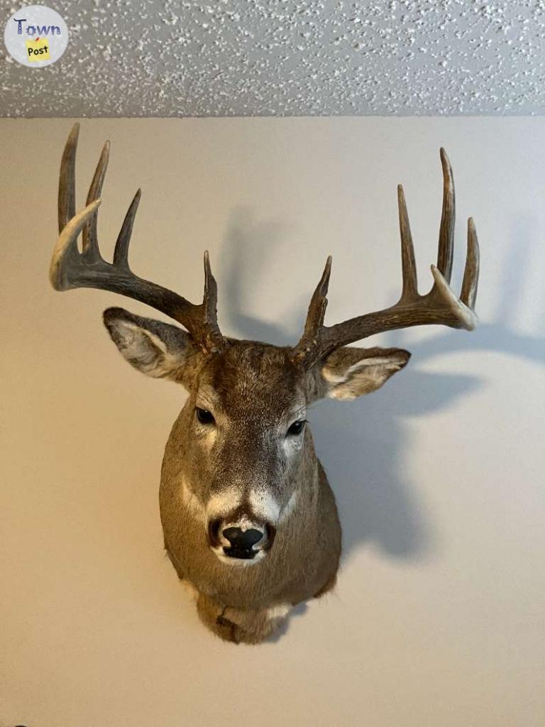 Photo of White Tail Deer Mount