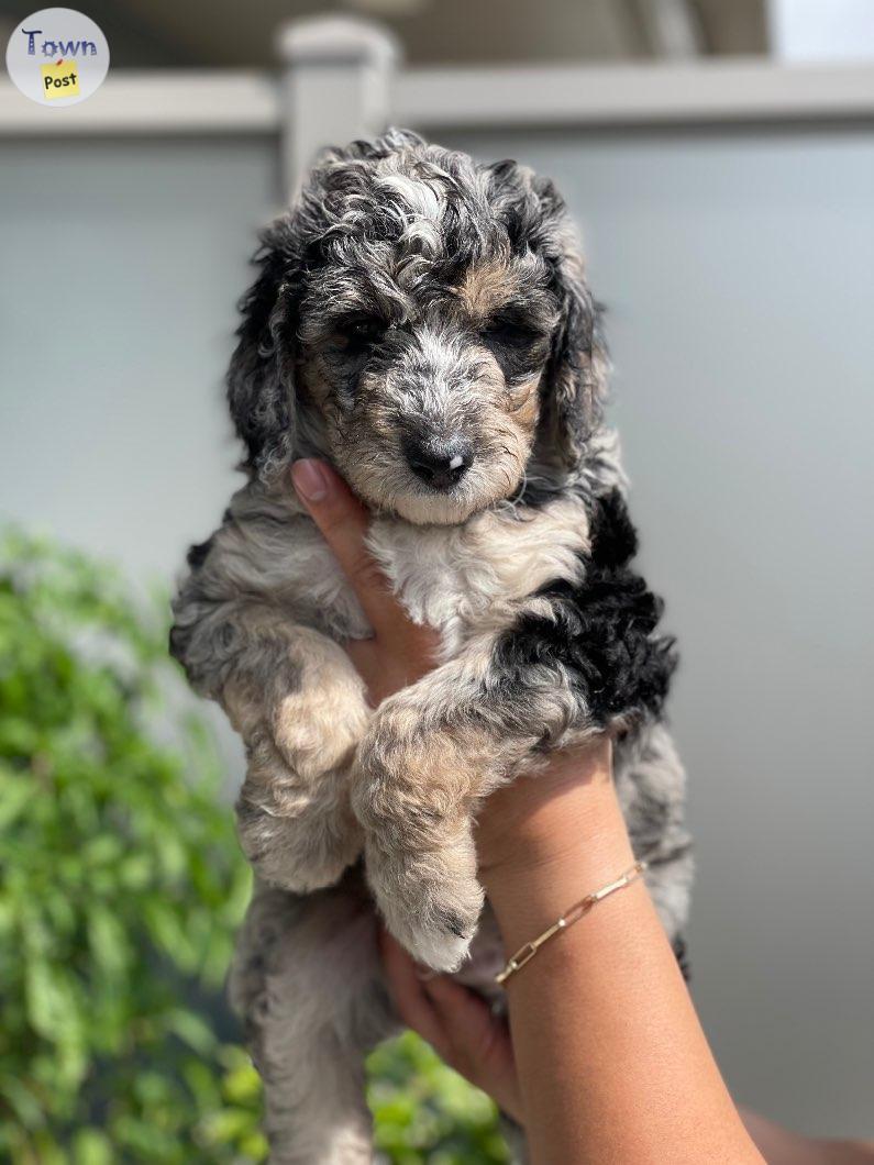 Photo of F1BB Aussiedoodle Blue Merle