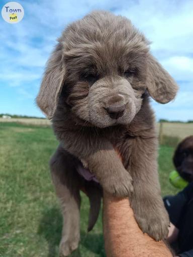 Photo of Beautiful Newfoundland Puppies - 1