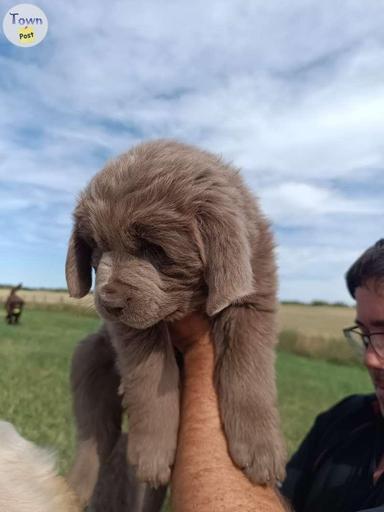 Photo of Beautiful Newfoundland Puppies - 2