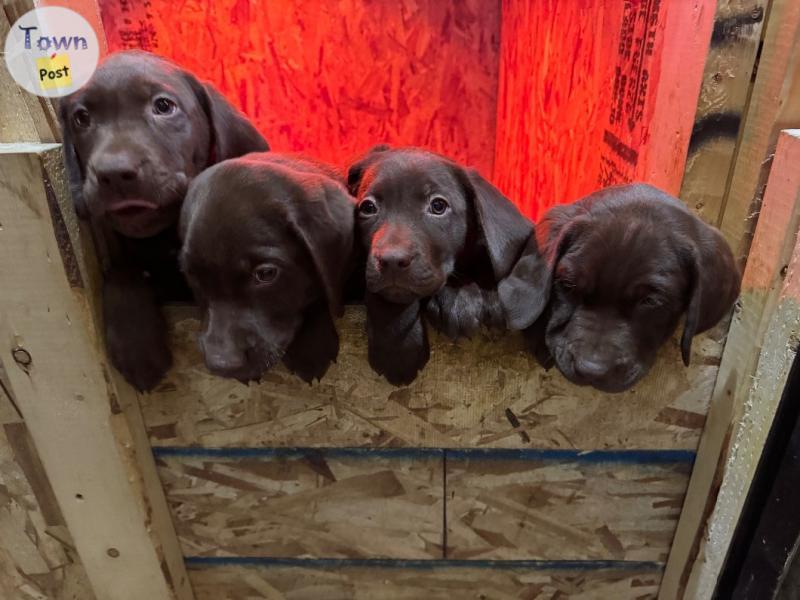 Photo of Chocolate lab puppies 