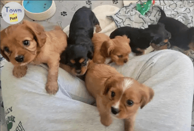 Photo of CKC Registered Cavalier King Charles Puppies (Health Tested) - 1