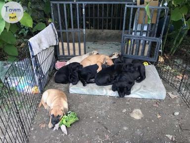 Photo of 13 week old puppies for sale - 1