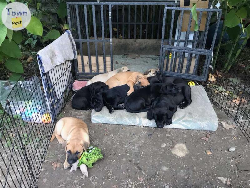 Photo of 13 week old puppies for sale