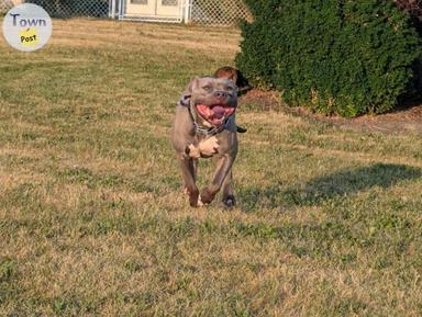 Photo of 2.5 year old American Bully  - 1