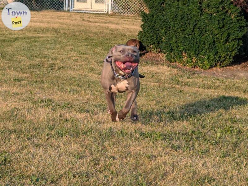 Photo of 2.5 year old American Bully 