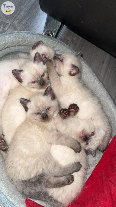 Photo of Kittens for sale - 2