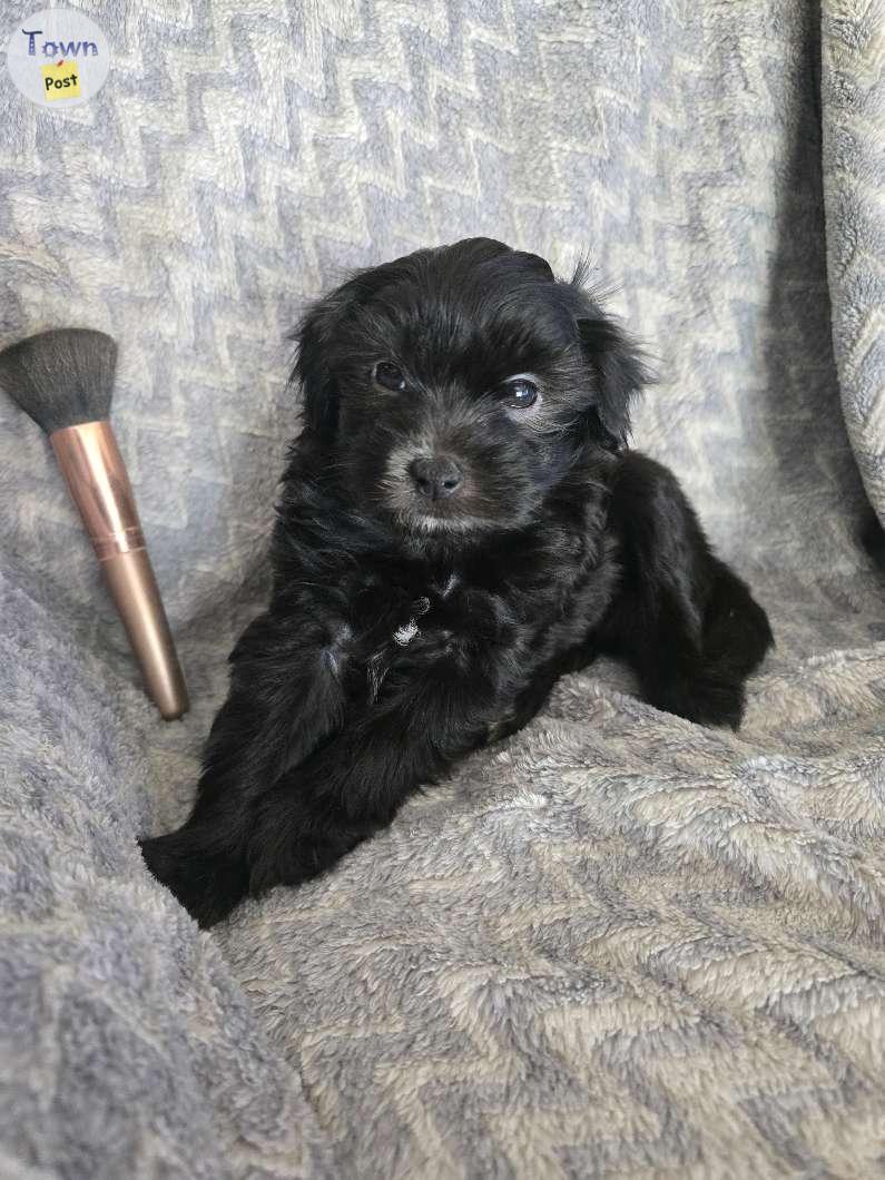 Photo of Havanese cross