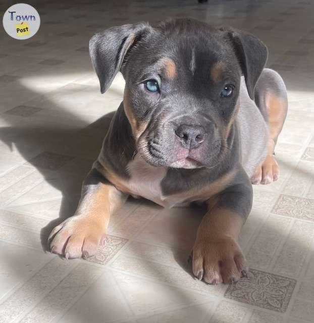 Photo of Blue and Lilac Registered Bully Puppies