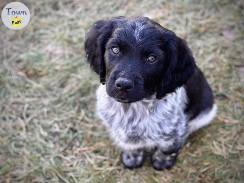 Photo of RARE Stabijhoun pure bred puppies