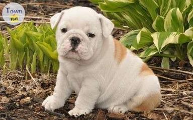 Photo of English Bulldog Puppies - 2