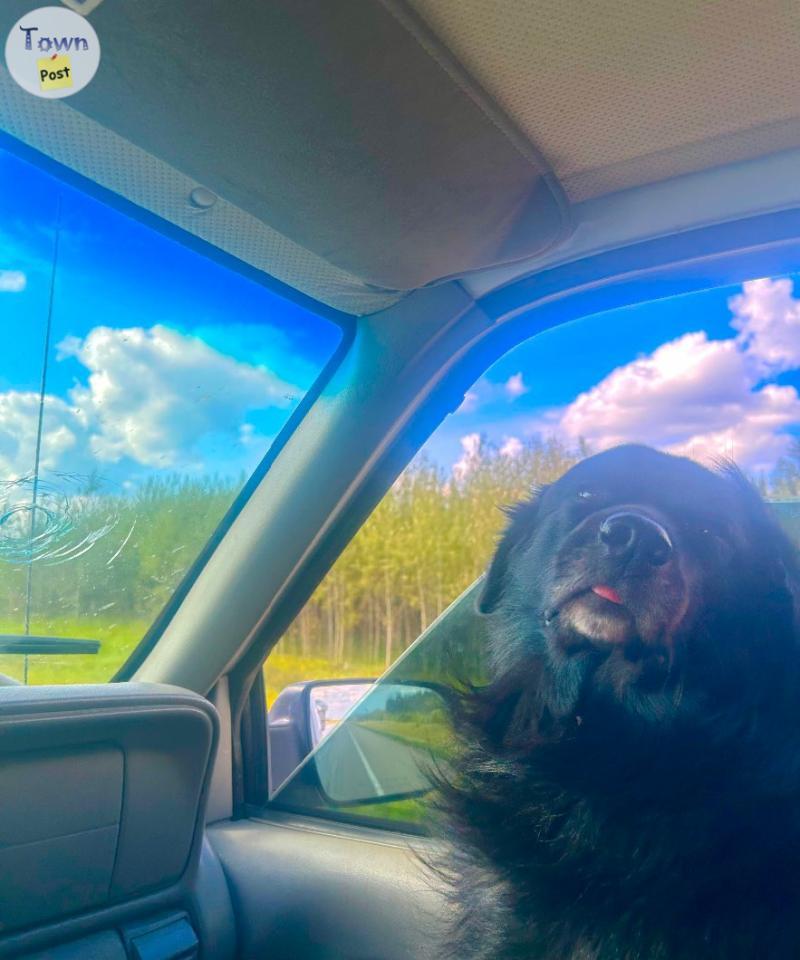 Photo of Rehoming my livestock guardian dog