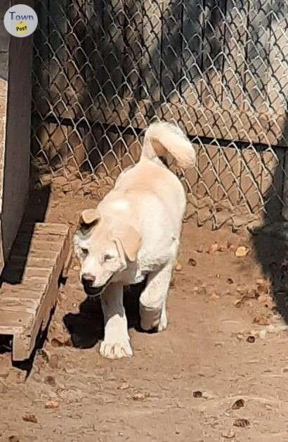 Photo of American Akita puppies