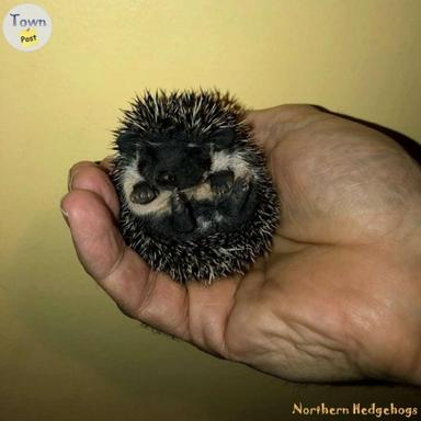 Photo of Baby Hedgehogs from a local Ethical Breeder - 1